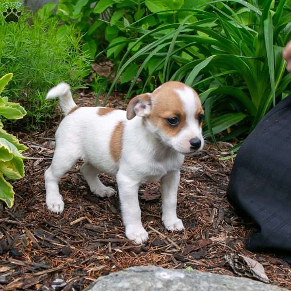 Patsy, Jack-A-Ranian Puppy